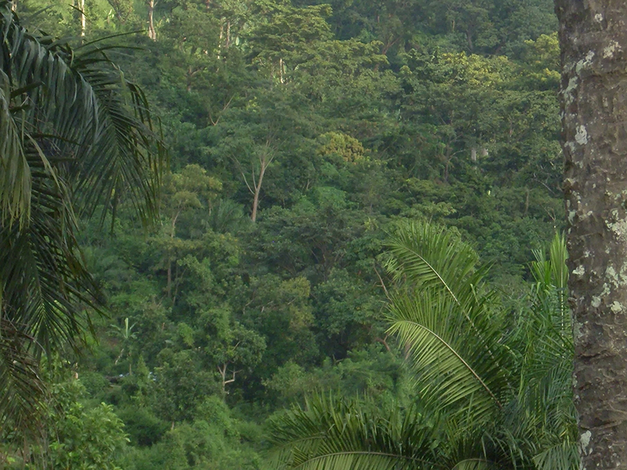 Au Togo, 24,24% du territoire est couvert de forêts, selon le premier inventaire forestier national réalisé en 2016. En plus de leur rôle de régulateur de l’environnement, ces forêts ont un apport non négligeable dans l’économie nationale.